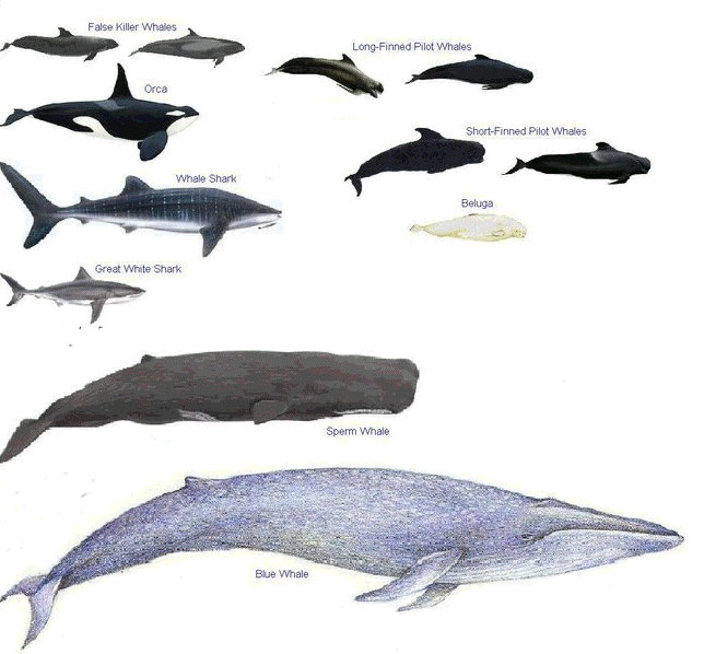 Whale of a Time Research - Information about whales, dolphins and porpoises